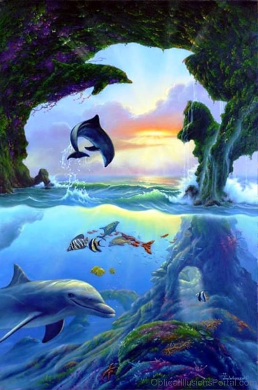 7 Dolphins