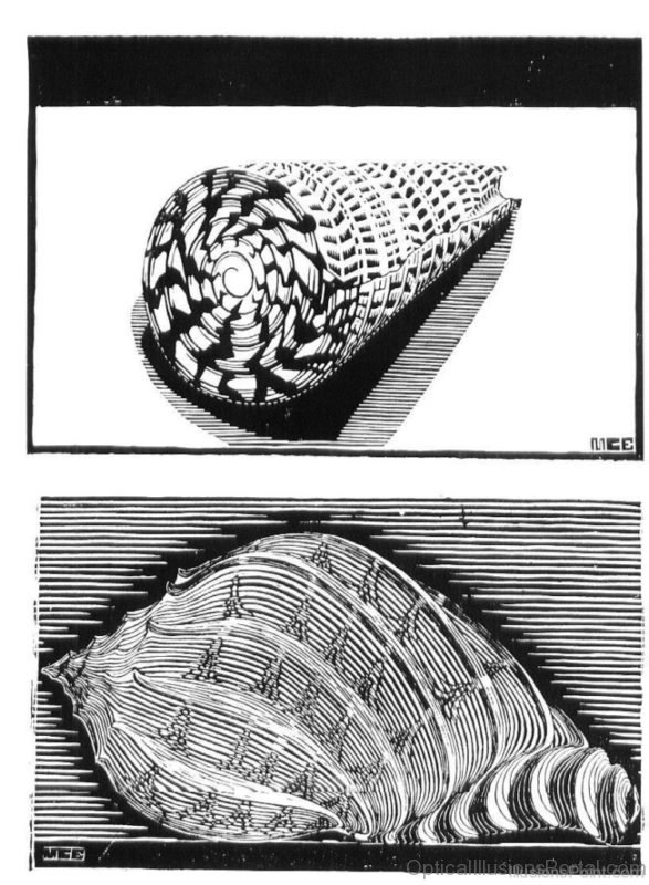 A Shell Escher