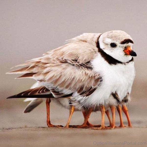 BIrd Legs Optical Illusion