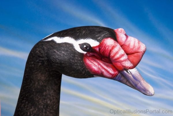 Black Duck Illusion