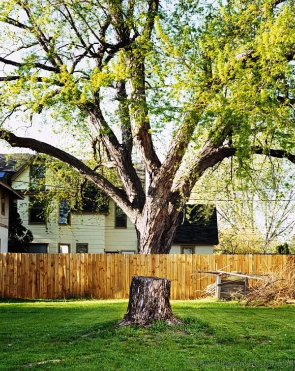 Broken Tree Optical Illusion