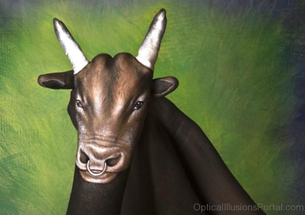 Bull Optical Illusion