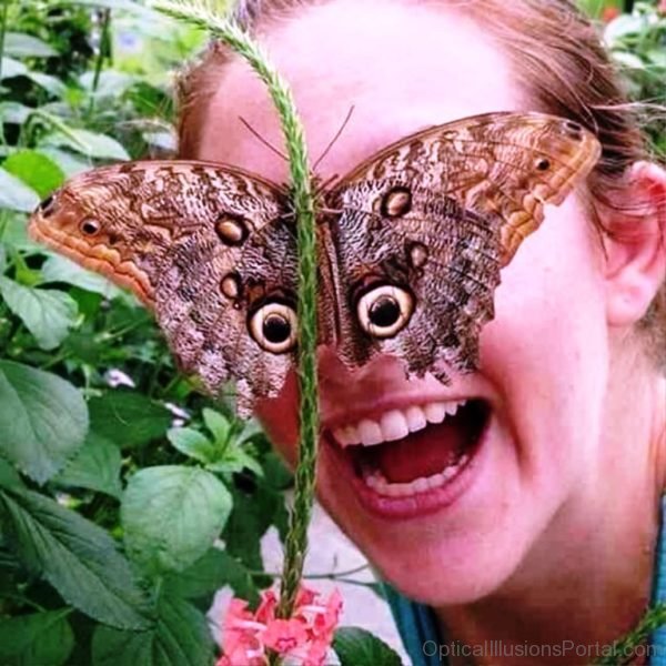 Butterfly Eyes Optical Illusion