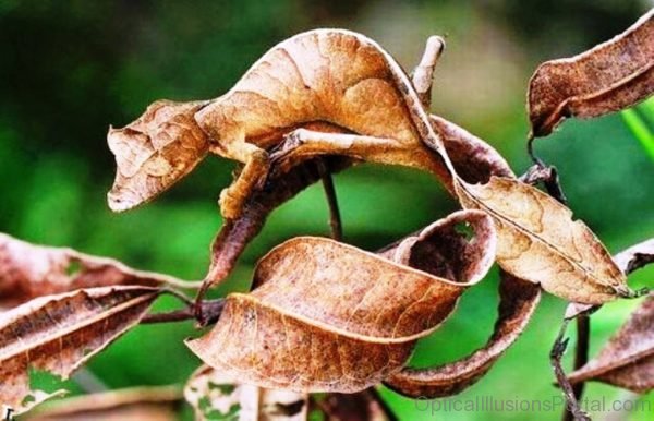 Camouflaged Chameleon Optical Illusion