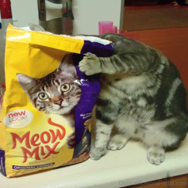 Cat Bag Illusion 1