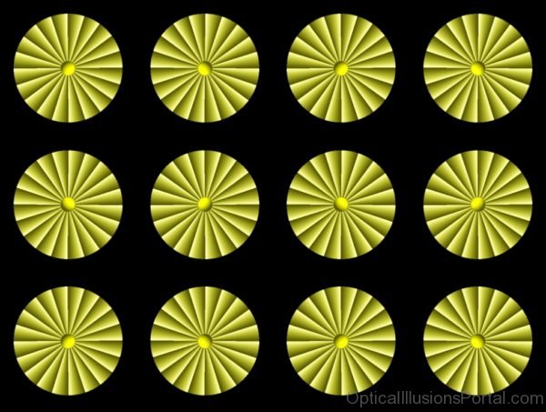 Chrysanthemums Illusion