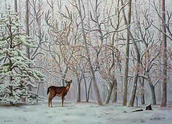 Deers Illusion