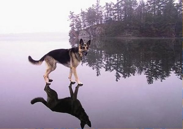 Dog Illusion 1