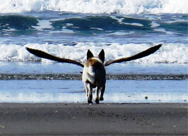 Dog With Wings Optical Illusion