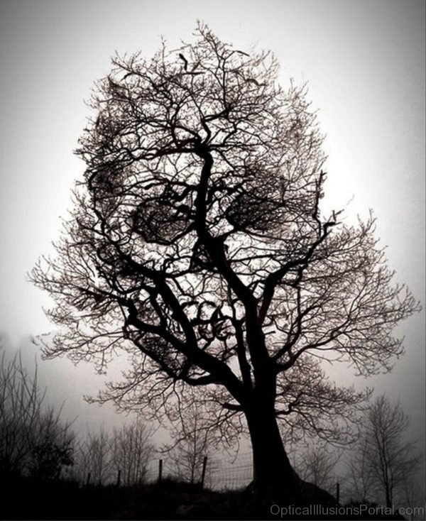 Dry Tree Optical Illusion