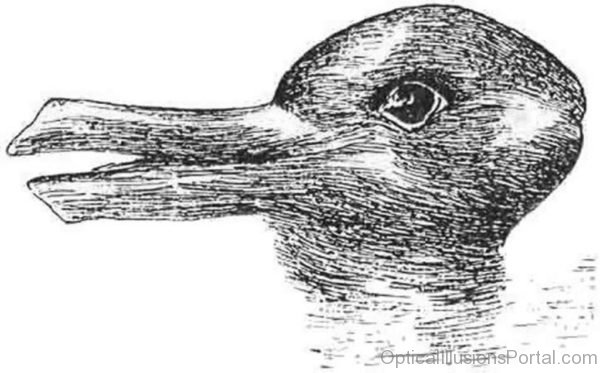 Duck Rabbit Illusion