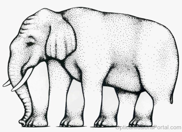 Elephnant Optical Illusion