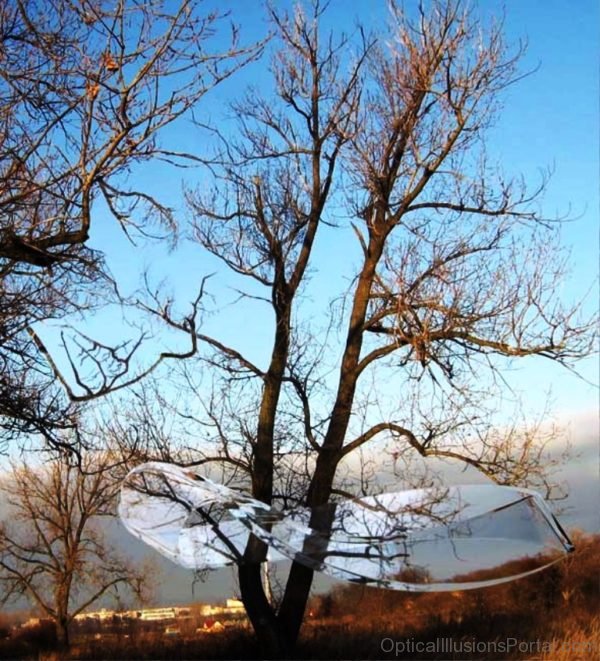 Face In Branches Optical Illusion