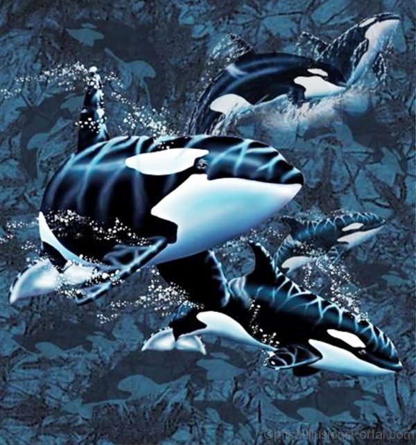 Find 13 Orcas Illusion