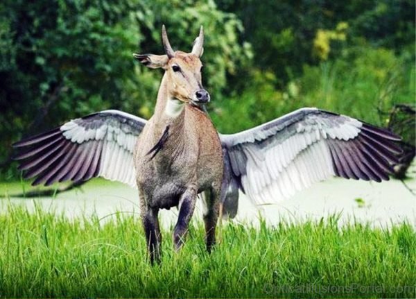 Flying Animal Illusion