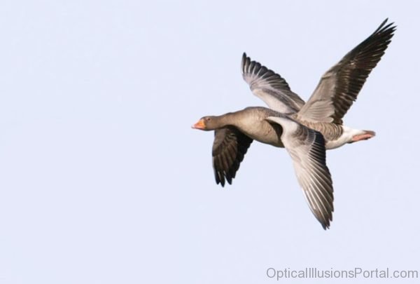 Funny Looking Birds