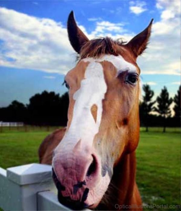 Girl On The Face Of The Horse