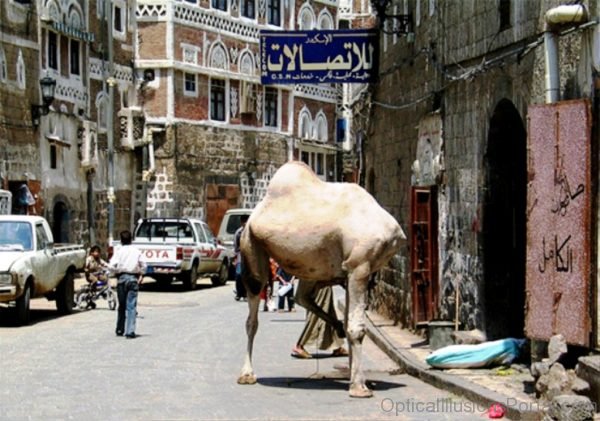 Headless Camel