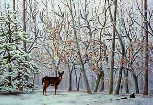 Hidden Deer Illusion