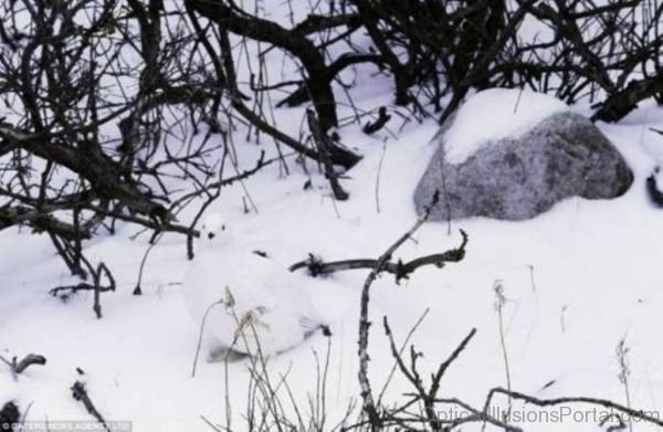 Hidden in the Snow Optical Illusion