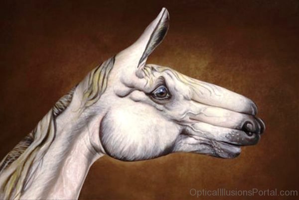 Horse Animal Optical Illusion
