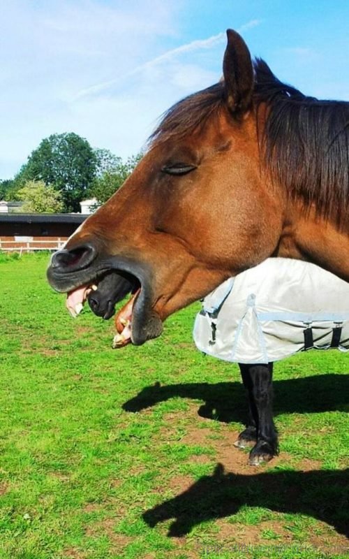 Horse Optical Illusion