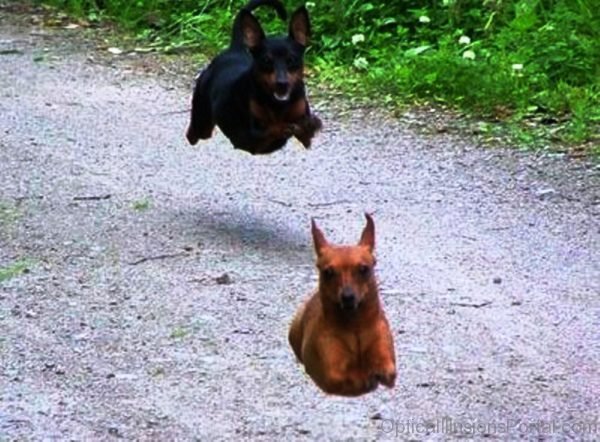 Hover Dogs