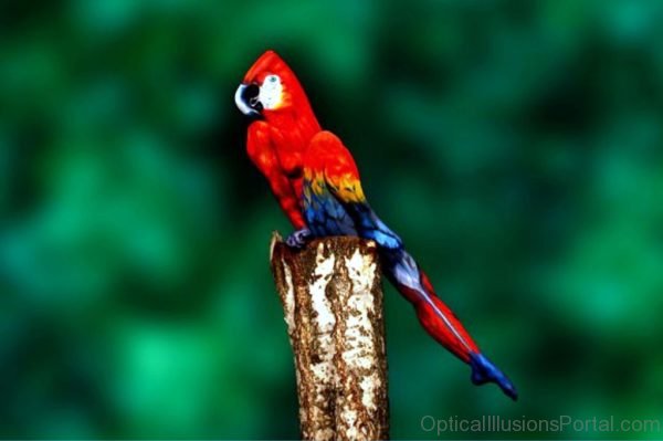 Human Parrot Optical Illusion