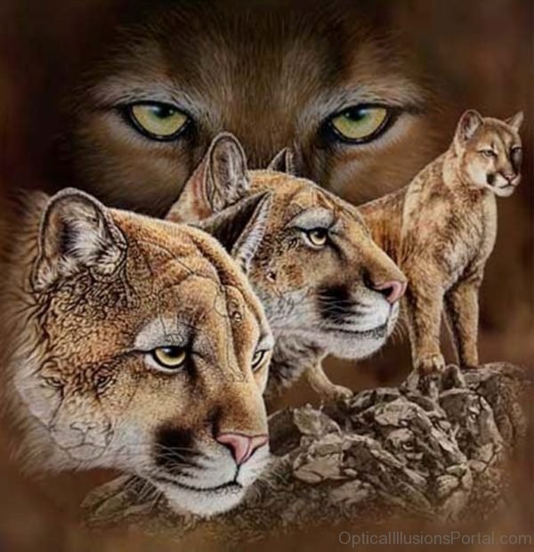 Illusion of Many Hidden Cougars