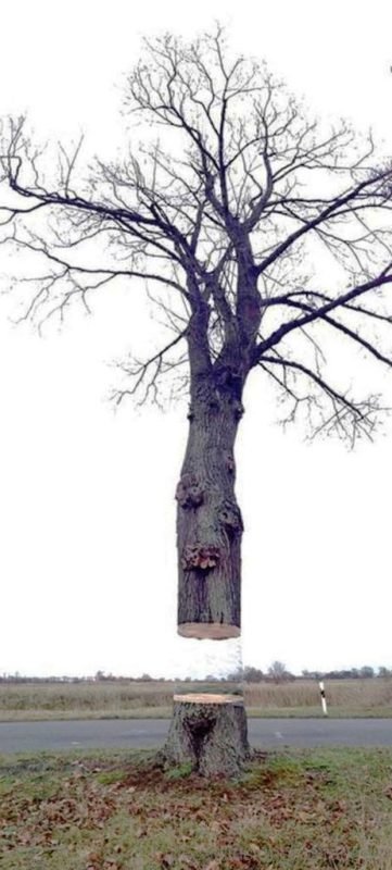 Impossible Tree Illusion