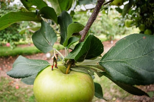 Large Fruit