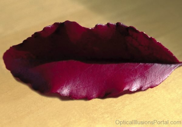 Lip Leaf Ambiguous Illusion