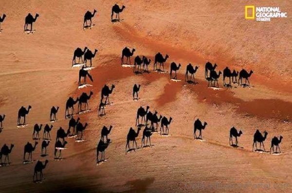 National Geographic Shadow Camel Illusion im236