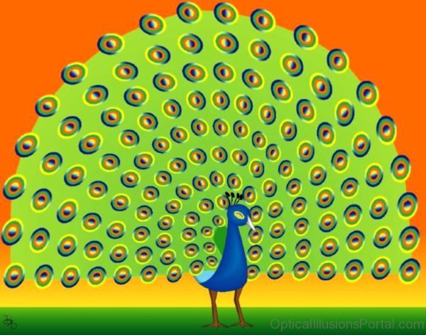 Peacock New Optical Illusion