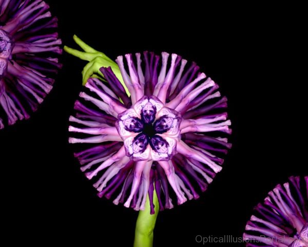 Purple Flower Illusion