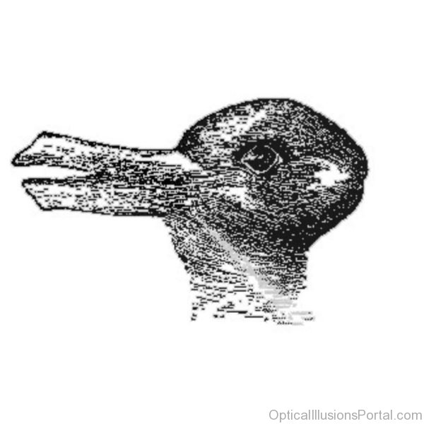 Rabbit Or Duck Ambigious Illusion