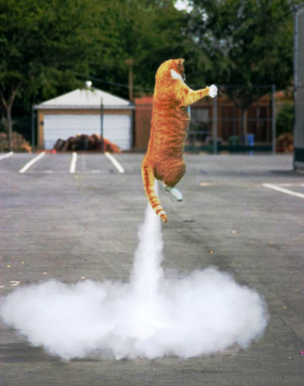 Rocket Cat Optical Illusion