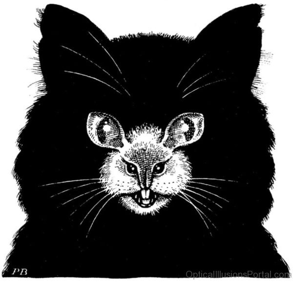 Scay Cat And Mouse Illusion