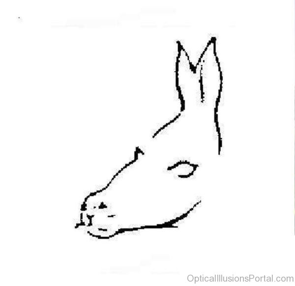 Seal or Donkey New Optical Illusions