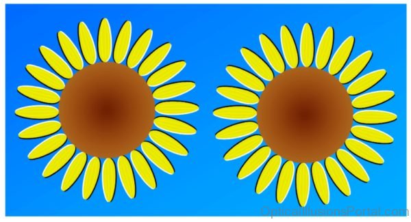 Sunflowers Moving Illusion