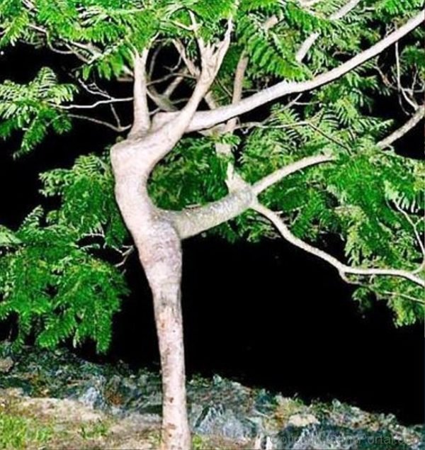 Tree Or Lady Dancer Illusion