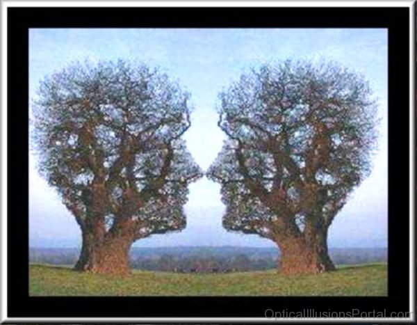 Trees Optical Illusion