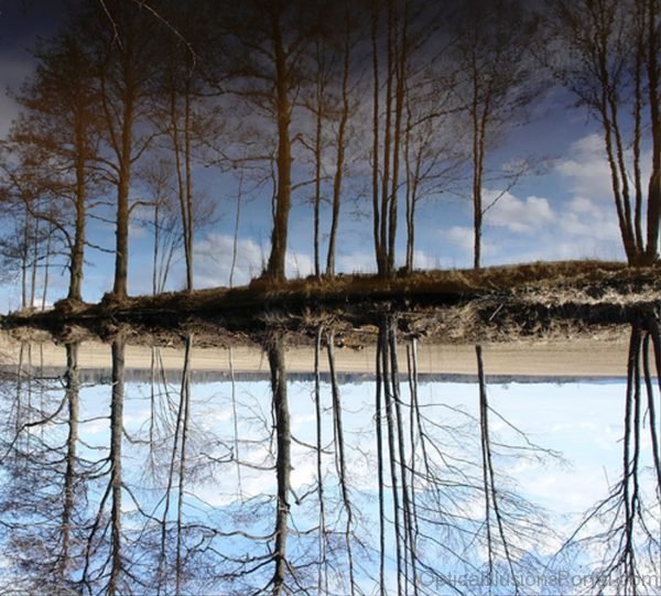 Trees Sky and Water Optical Illusions