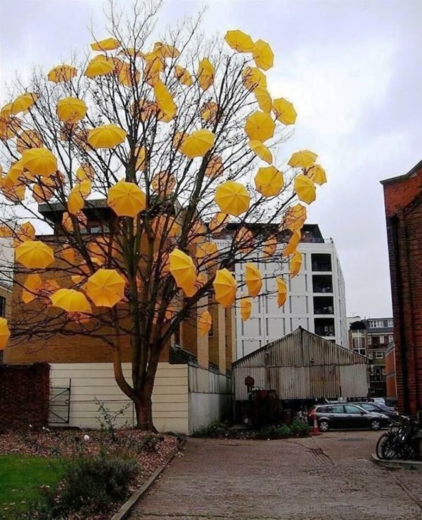 Umbrella Tree