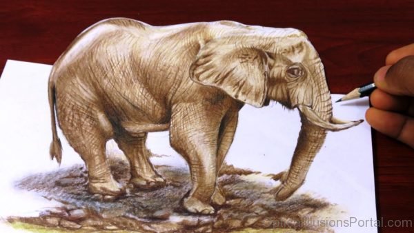 3d Elephant Illusion