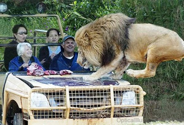 Attacking Lion Optical Illusion