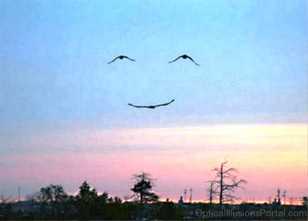Bird Smiley Illusion