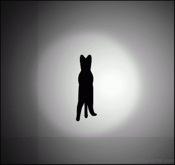 Cat Optical Illusion