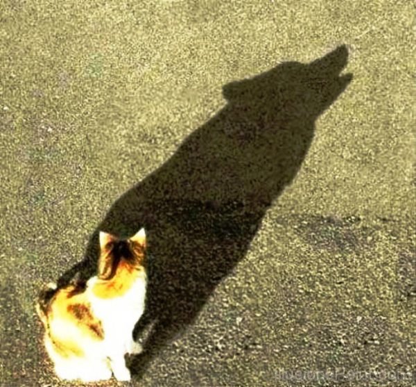 Cat with Wolf Shadow