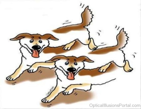 Dogs Optical Illusion